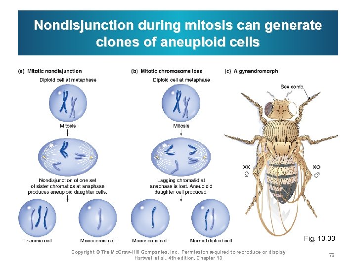 Nondisjunction during mitosis can generate clones of aneuploid cells Fig. 13. 33 Copyright ©