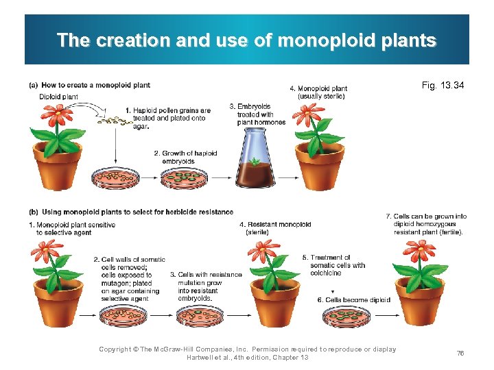 The creation and use of monoploid plants Fig. 13. 34 Copyright © The Mc.