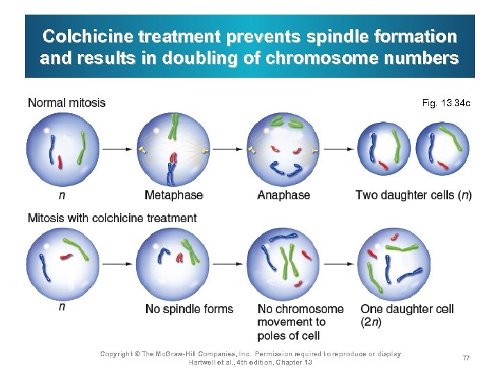 Colchicine treatment prevents spindle formation and results in doubling of chromosome numbers Fig. 13.