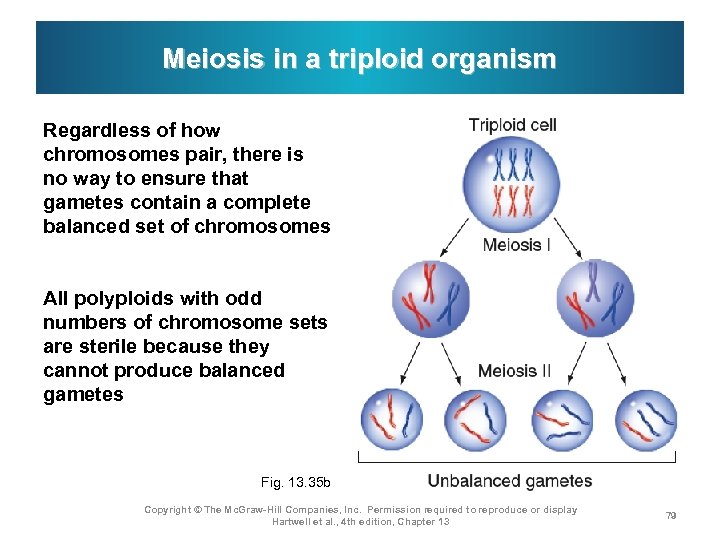 Meiosis in a triploid organism Regardless of how chromosomes pair, there is no way