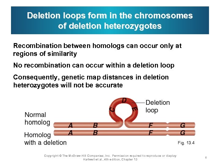 Deletion loops form in the chromosomes of deletion heterozygotes Recombination between homologs can occur