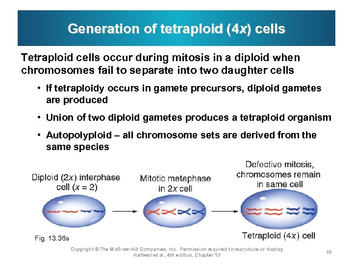 Generation of tetraploid (4 x) cells Tetraploid cells occur during mitosis in a diploid