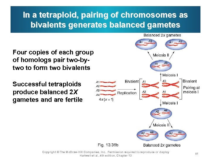 In a tetraploid, pairing of chromosomes as bivalents generates balanced gametes Four copies of