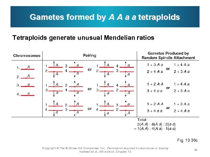 Gametes formed by A A a a tetraploids Tetraploids generate unusual Mendelian ratios Fig.