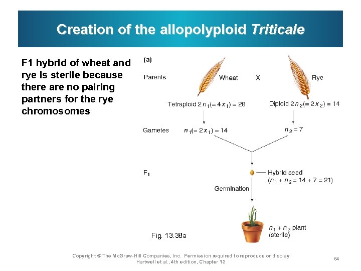 Creation of the allopolyploid Triticale F 1 hybrid of wheat and rye is sterile