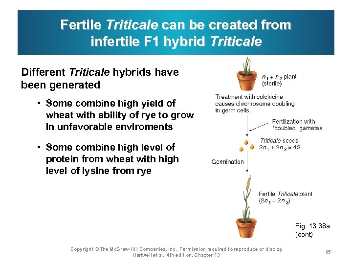 Fertile Triticale can be created from infertile F 1 hybrid Triticale Different Triticale hybrids