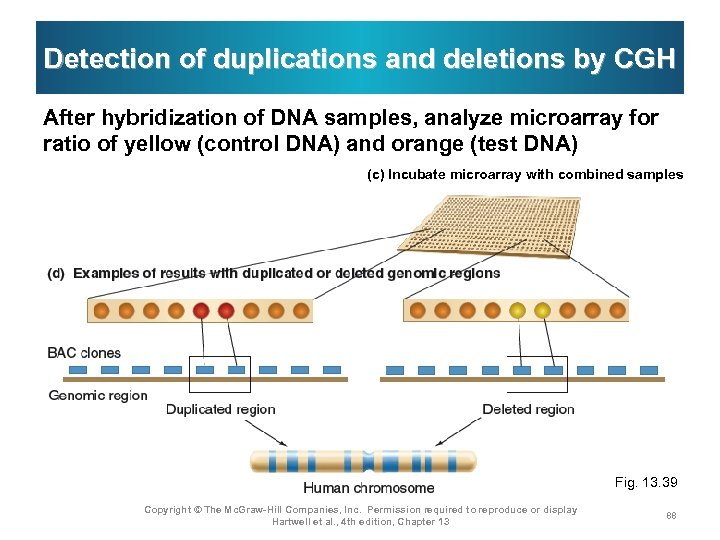 Detection of duplications and deletions by CGH After hybridization of DNA samples, analyze microarray