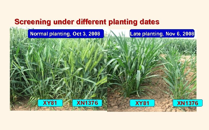 Screening under different planting dates Normal planting, Oct 3, 2008 XY 81 XN 1376