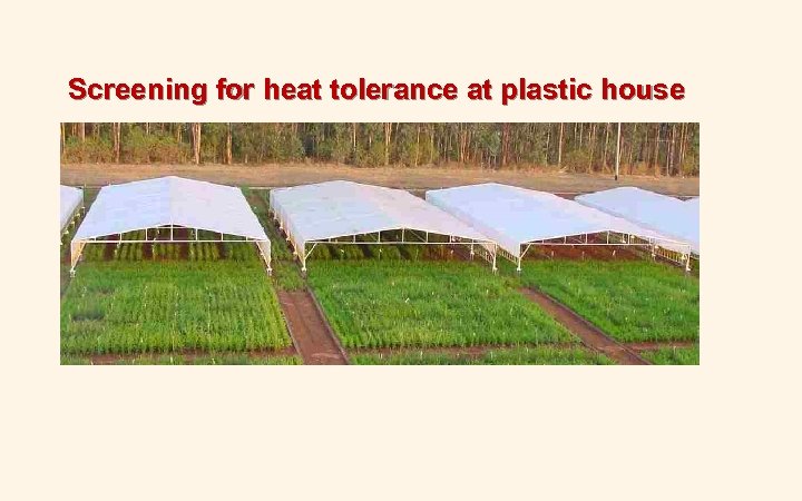 Screening for heat tolerance at plastic house 