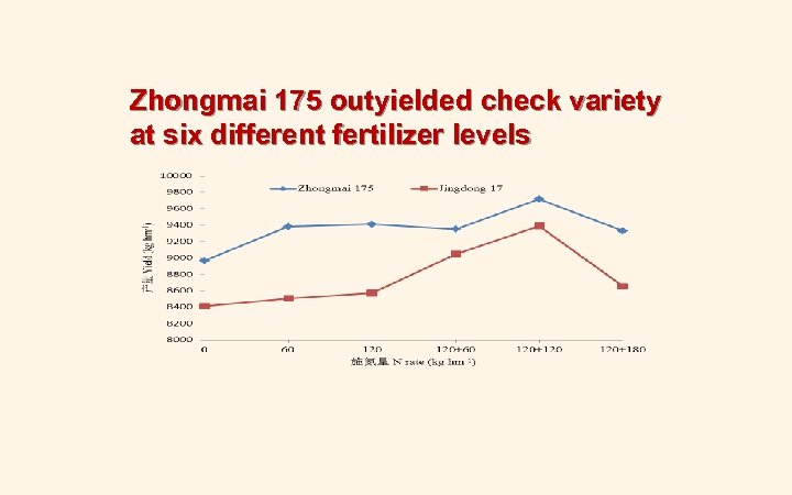 Zhongmai 175 outyielded check variety at six different fertilizer levels 