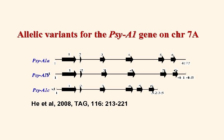Allelic variants for the Psy-A 1 gene on chr 7 A Psy-A 1 a