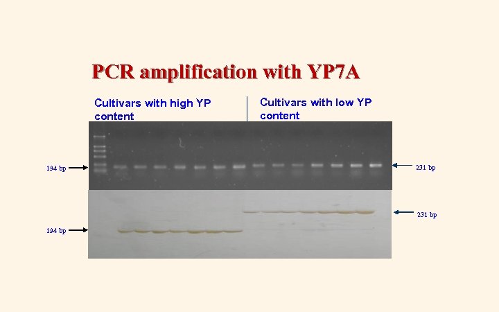 PCR amplification with YP 7 A Cultivars with high YP content 194 bp Cultivars