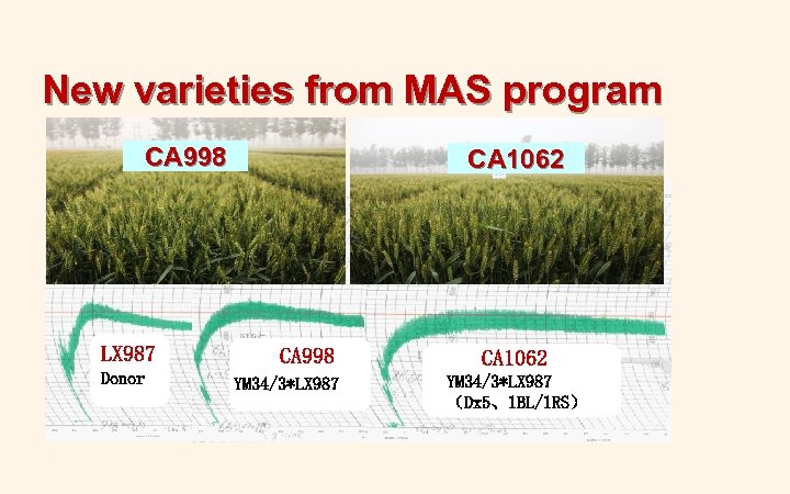 New varieties from MAS program CA 998 LX 987 Donor CA 1062 CA 998
