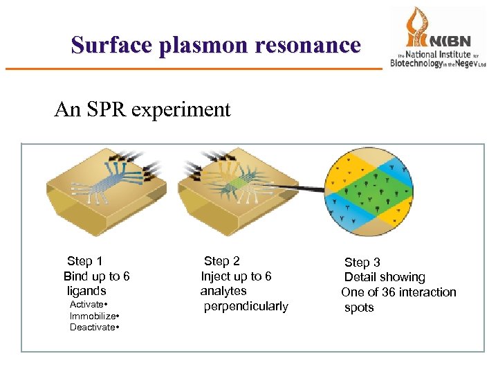 Surface plasmon resonance An SPR experiment Step 1 Bind up to 6 ligands Activate