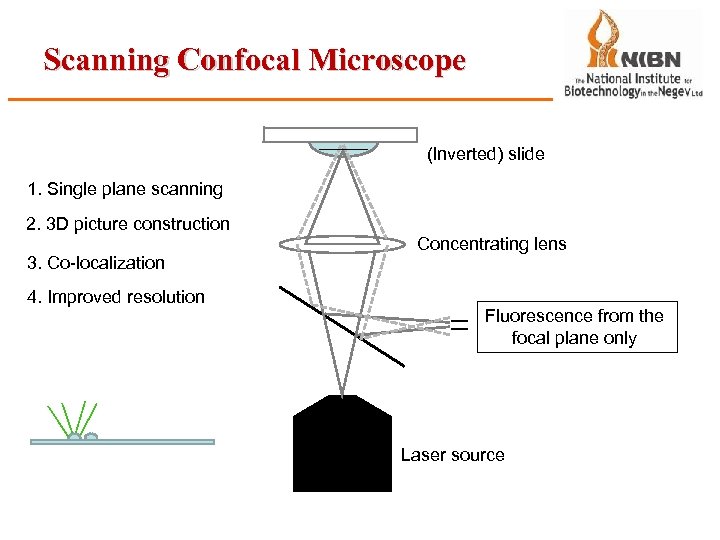 Scanning Confocal Microscope (Inverted) slide 1. Single plane scanning 2. 3 D picture construction