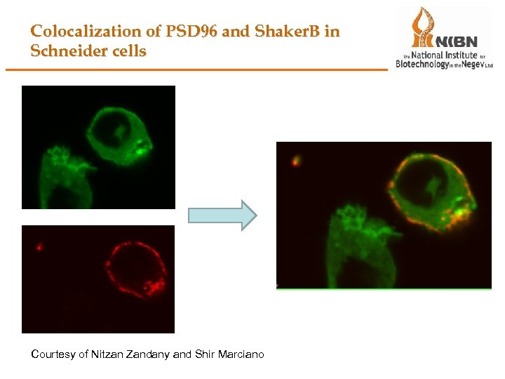 Colocalization of PSD 96 and Shaker. B in Schneider cells Courtesy of Nitzan Zandany