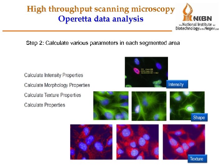 High throughput scanning microscopy Operetta data analysis Step 2: Calculate various parameters in each