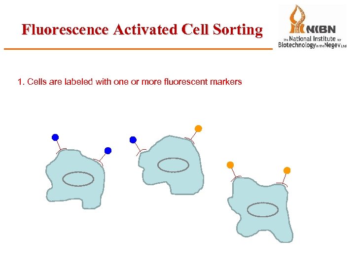 Fluorescence Activated Cell Sorting 1. Cells are labeled with one or more fluorescent markers