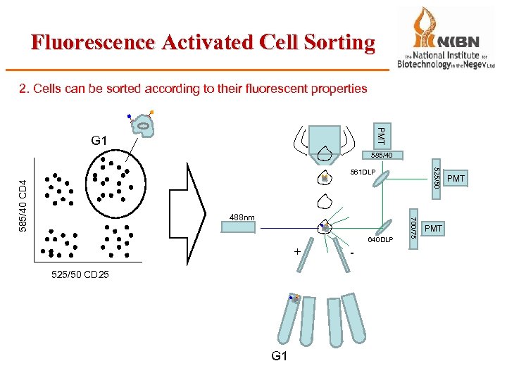 Fluorescence Activated Cell Sorting 2. Cells can be sorted according to their fluorescent properties