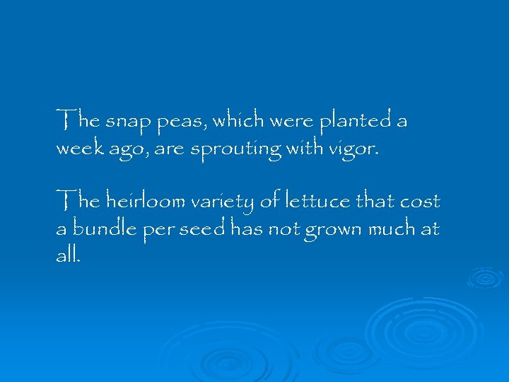 The snap peas, which were planted a week ago, are sprouting with vigor. The