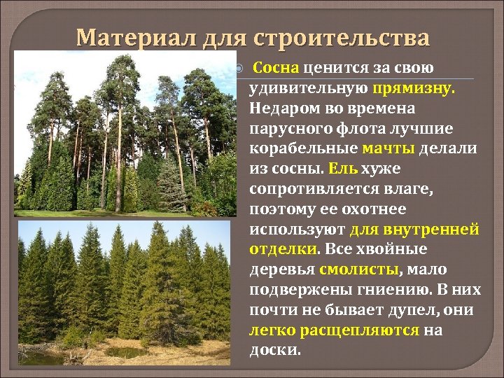 Материал для строительства Сосна ценится за свою удивительную прямизну. Недаром во времена парусного флота