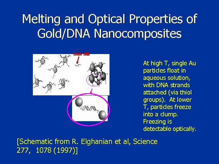 Melting and Optical Properties of Gold/DNA Nanocomposites Linker DNA At high T, single Au