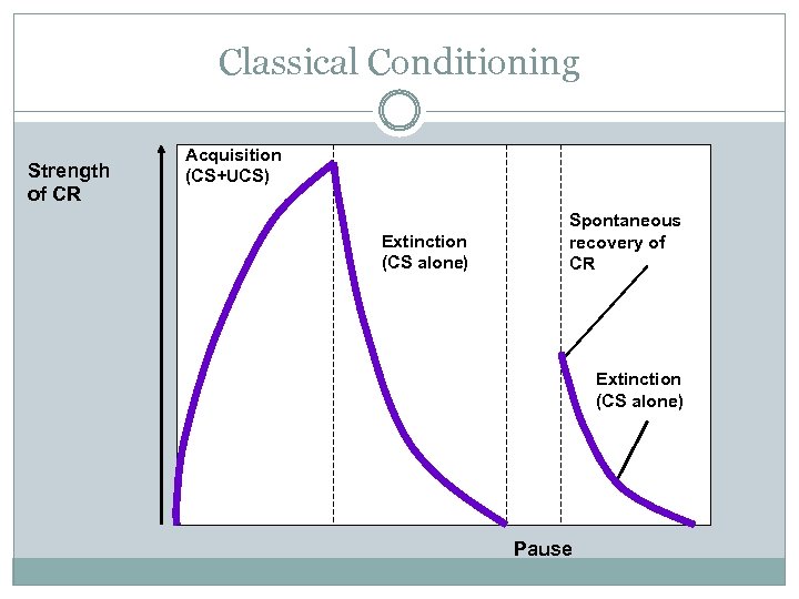 Classical Conditioning Strength of CR Acquisition (CS+UCS) Extinction (CS alone) Spontaneous recovery of CR