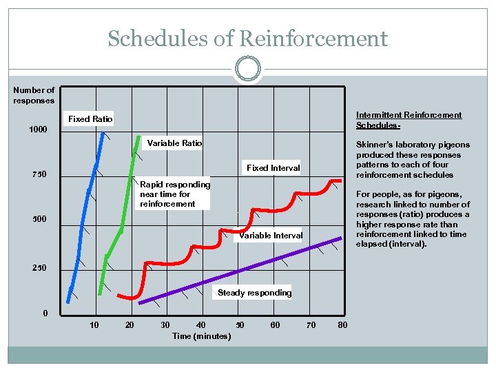 Schedules of Reinforcement Number of responses Intermittent Reinforcement Schedules- Fixed Ratio 1000 Variable Ratio