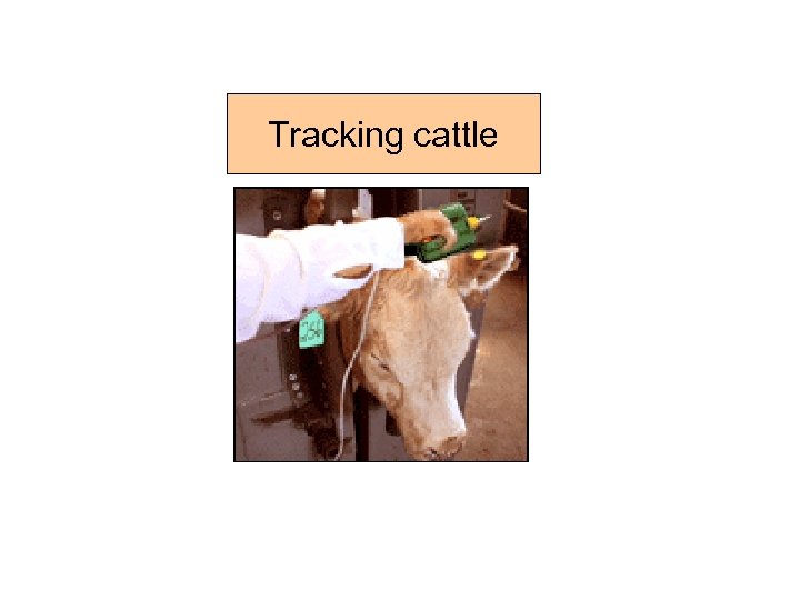 Tracking cattle 