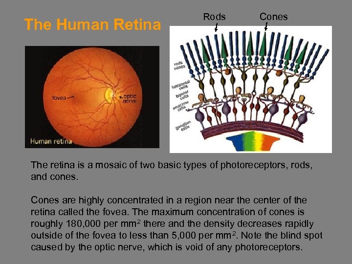 The Human Retina Rods Cones The retina is a mosaic of two basic types