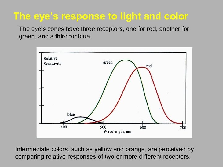 The eye’s response to light and color The eye’s cones have three receptors, one