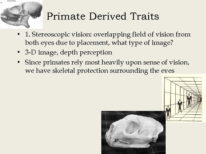 Primate Derived Traits • 1. Stereoscopic vision: overlapping field of vision from both eyes