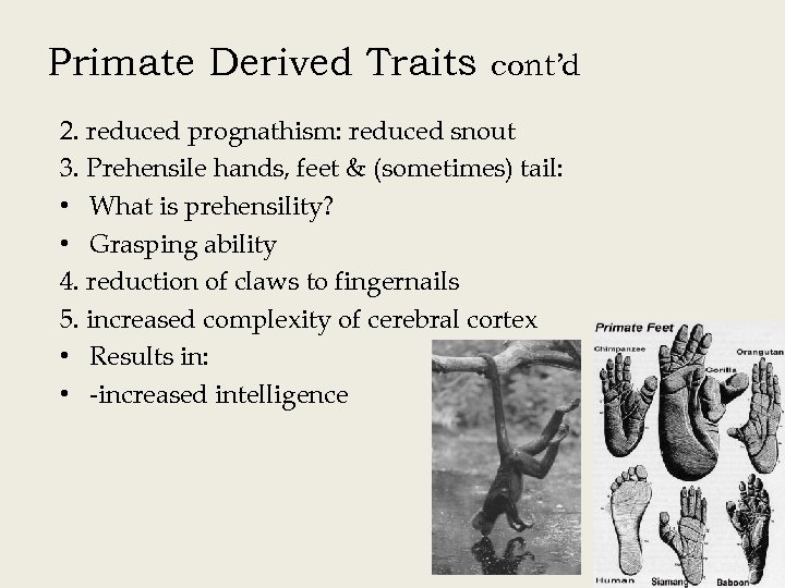 Primate Derived Traits cont’d 2. reduced prognathism: reduced snout 3. Prehensile hands, feet &