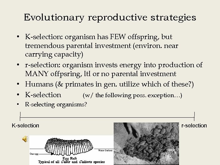 Evolutionary reproductive strategies • K-selection: organism has FEW offspring, but tremendous parental investment (environ.