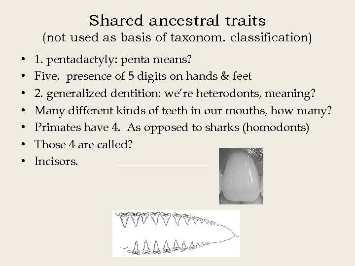 Shared ancestral traits (not used as basis of taxonom. classification) • • 1. pentadactyly: