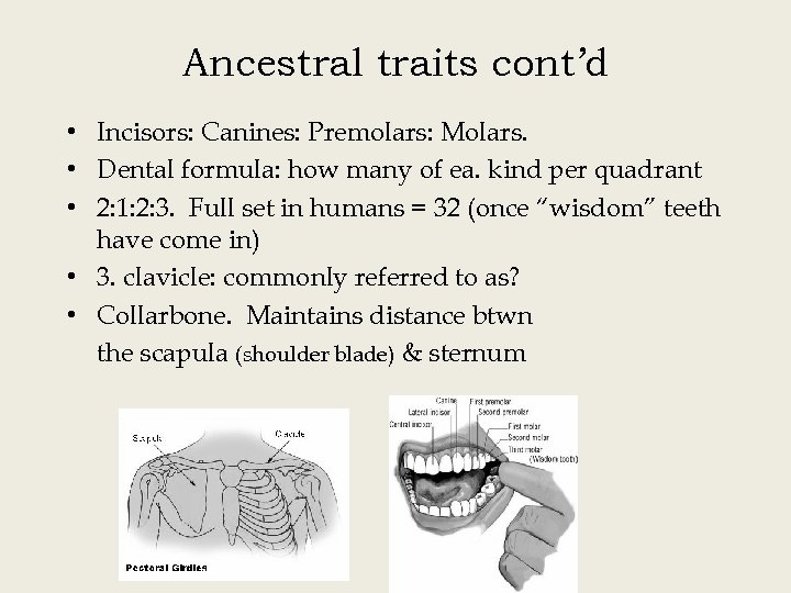 Ancestral traits cont’d • Incisors: Canines: Premolars: Molars. • Dental formula: how many of