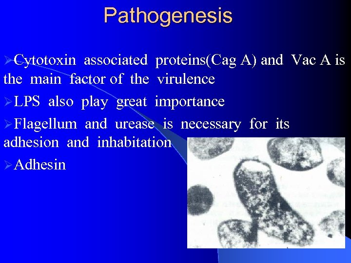 Pathogenesis ØCytotoxin associated proteins(Cag A) and Vac A is the main factor of the