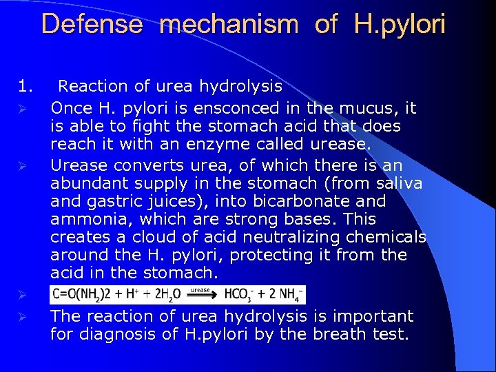 Defense mechanism of H. pylori 1. Ø Ø Reaction of urea hydrolysis Once H.