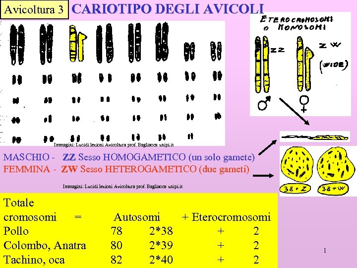 Avicoltura 3 CARIOTIPO DEGLI AVICOLI Immagini: Lucidi lezioni Avicoltura prof. Bagliacca unipi. it MASCHIO