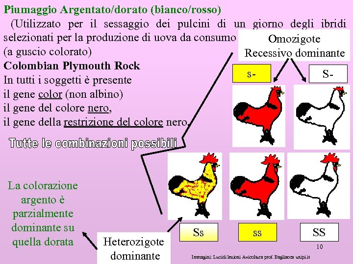 Piumaggio Argentato/dorato (bianco/rosso) (Utilizzato per il sessaggio dei pulcini di un giorno degli ibridi