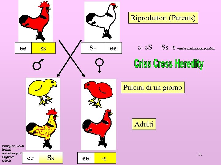 Riproduttori (Parents) ee ss S- ee s- s. S Ss -s tutte le combinazioni