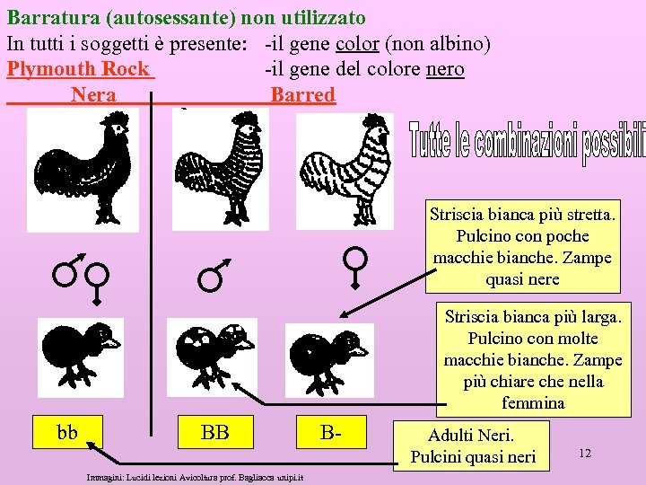 Barratura (autosessante) non utilizzato In tutti i soggetti è presente: -il gene color (non