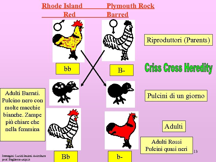 Rhode Island Red Plymouth Rock Barred Riproduttori (Parents) bb B- Adulti Barrati. Pulcino nero