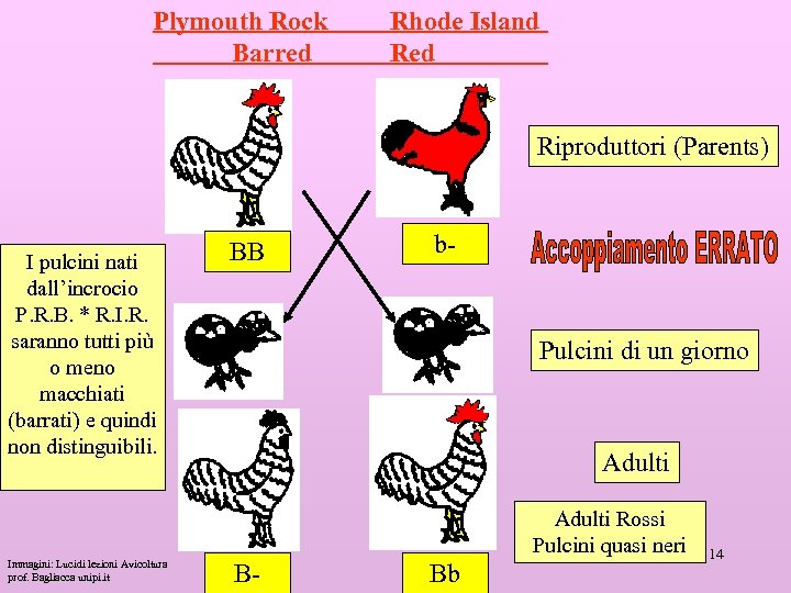 Plymouth Rock Barred Rhode Island Red Riproduttori (Parents) I pulcini nati dall’incrocio P. R.