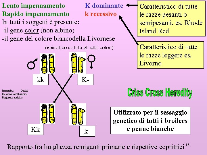 Lento impennamento K dominante Rapido impennamento k recessivo In tutti i soggetti è presente: