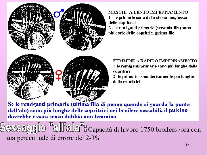 Capacità di lavoro 1750 broilers /ora con una percentuale di errore del 2 -3%