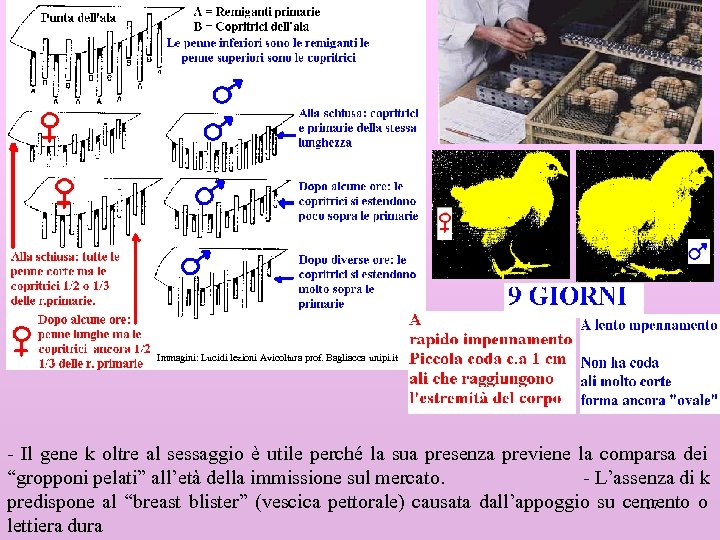 Immagini: Lucidi lezioni Avicoltura prof. Bagliacca unipi. it - Il gene k oltre al