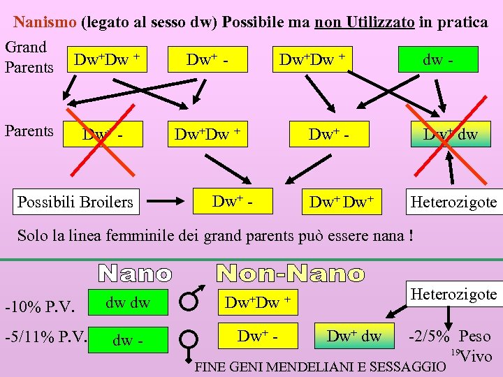 Nanismo (legato al sesso dw) Possibile ma non Utilizzato in pratica Grand Dw+Dw +