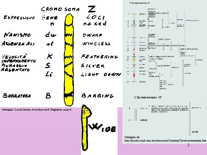Immagini: Lucidi lezioni Avicoltura prof. Bagliacca unipi. it Immagini da: http: //poultry. mph. msu.