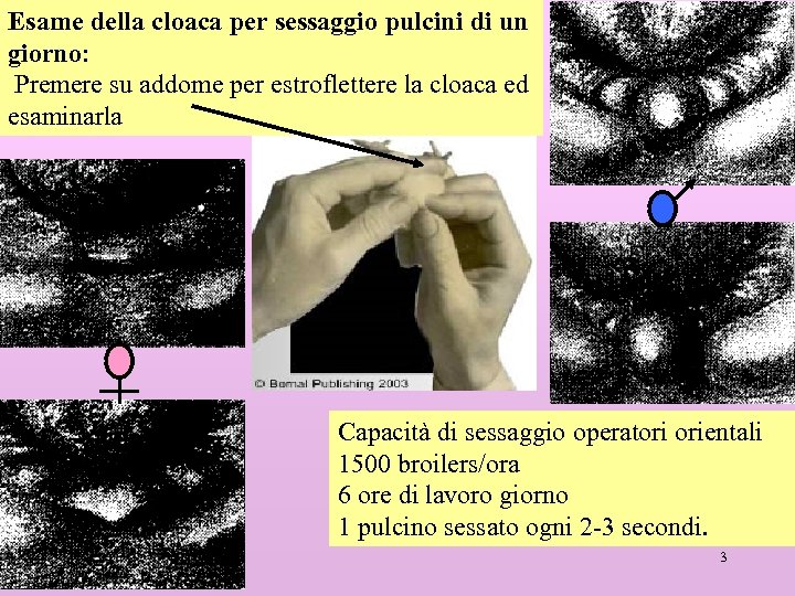 Esame della cloaca per sessaggio pulcini di un giorno: Premere su addome per estroflettere